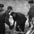 1958 г. За распиловкой саксаула Р.А. Курушин, С.Д. Хилько. Наблюдают Н.А. Флоренсов и Н.А. Логачев. Гобийский Алтай, урочище Улан-Булак, Монголия.